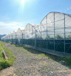 金华金东区 64.48亩 果园 经营权出租