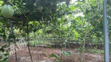 乐东黎族自治县尖峰镇80.34亩园地-果园经营权转让