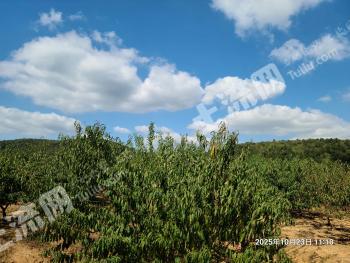 常州金坛区 60亩 果园 经营权出租