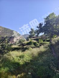 大同灵丘县 8879亩 灌木林地 经营权出租