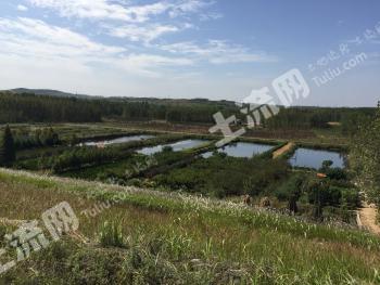 青岛黄岛区 59.91亩 坑塘水面 经营权出租