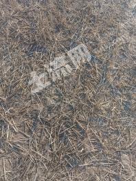 阿勒泰阿勒泰市 5000亩 水浇地 经营权出租