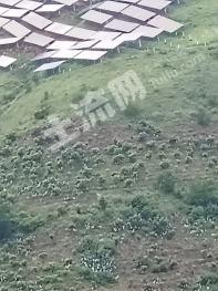 丽江永胜县 130.05亩 果园 经营权出租