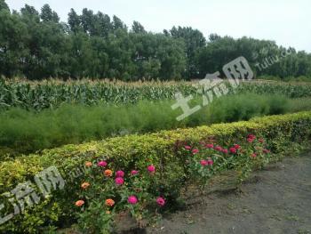 哈尔滨双城区 83.43亩 设施农用地 经营权出租