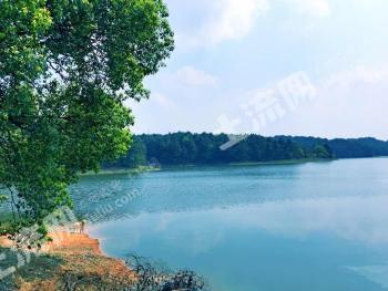 长沙岳麓区 54.61亩 其它林地 经营权合作