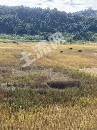 东南亚老挝 30000亩 水田 经营权转让