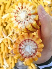 兴安盟扎赉特旗 30000亩 水浇地 经营权出租