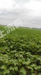 阿克苏阿瓦提县 36000亩 水浇地 经营权转包