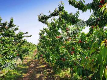 铜川印台区 350亩 果园 经营权出租