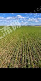 酒泉肃州区 15亩 水浇地 经营权出租