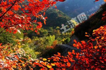 石家庄平山县 7224亩 乔木林地 经营权转让