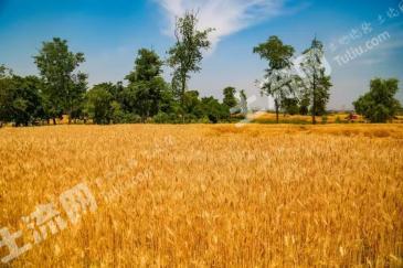 郑州新郑市 331.46亩 水浇地 经营权出租