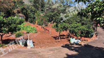 攀枝花西区 25亩 果园 经营权出租