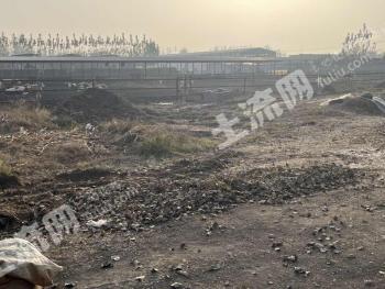 石家庄辛集市 20亩 人工牧草地 经营权出租