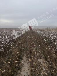 阿克苏温宿县 213亩 水浇地 经营权转包