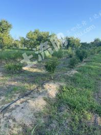 廊坊三河市 6.37亩 果园 经营权出租