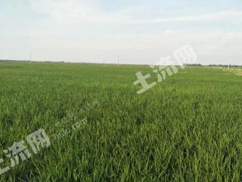 白城大安市 9900亩 水田 经营权出租