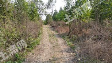 眉山东坡区 100亩 其它林地 经营权出租