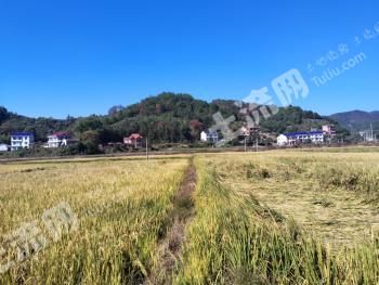 株洲攸县 800亩 水田 经营权出租