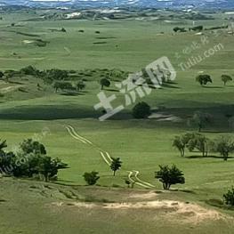 赤峰克什克腾旗 7000亩 天然牧草地 经营权出租