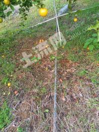 清远阳山县 200亩 果园 经营权转让