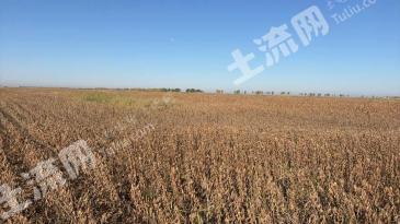 大庆林甸县 2365.15亩 旱地 经营权出租