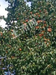 北京延庆区 6.5亩 果园 经营权出租