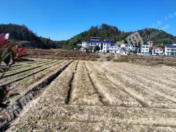 株洲攸县 1000亩 水田 经营权出租