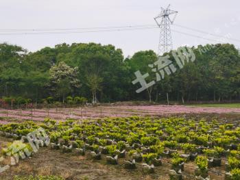 苏州吴江区 38.2亩 灌木林地 经营权出租