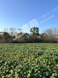 武汉江夏区 48.99亩 旱地 经营权转让