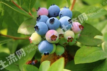 苏州吴江区 22.46亩 果园 经营权出租