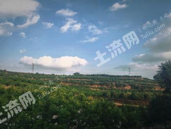 眉山彭山区 190.26亩 果园 经营权出租
