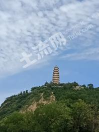 淄博博山区 115亩 乔木林地 经营权出租