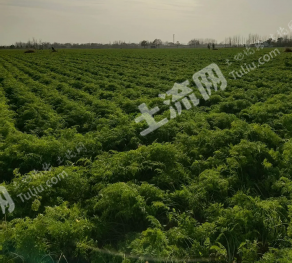 焦作温县 154亩 水浇地 经营权转包