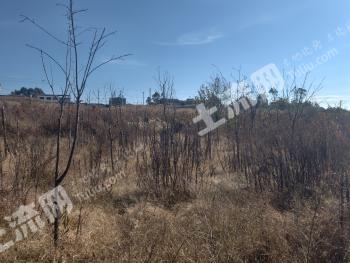 楚雄楚雄市 47.73亩 旱地 经营权出租