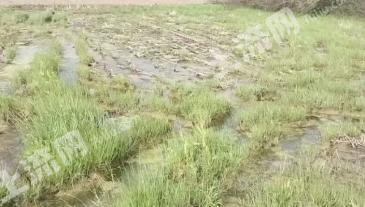 常德桃源县 100亩 水浇地 经营权出租