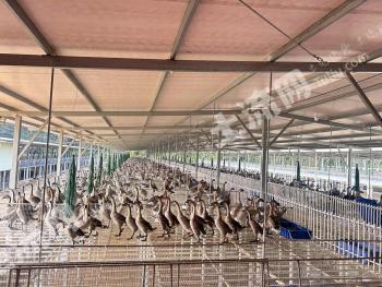 肇庆德庆县 150亩 其它园地 经营权出租