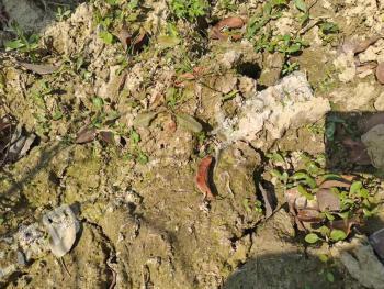 湖南岳阳 150亩 其它草地 使用权出租