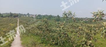 重庆长寿区 857亩 旱地 经营权出租