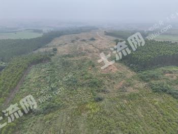 儋州海头镇 1000亩 水浇地 经营权出租