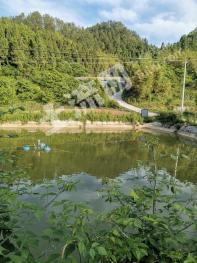 直辖行政单位仙桃市 40亩 坑塘水面 经营权出租