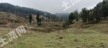 重庆北碚区 550亩 灌木林地 经营权出租