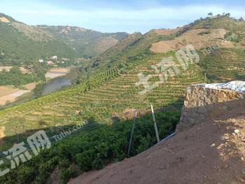 红河弥勒市 1000亩 果园 经营权转让