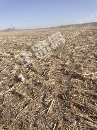 兴安盟扎赉特旗 1247.6亩 水浇地 经营权出租