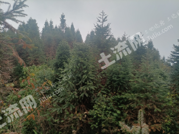 红河绿春县 486亩 灌木林地 经营权转让