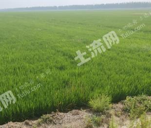 辽阳太子河区 620.57亩 水田 经营权出租