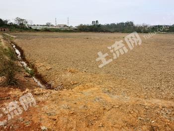 湛江遂溪县 300亩 旱地 经营权出租