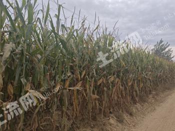 沈阳新民市 400亩 旱地 经营权出租