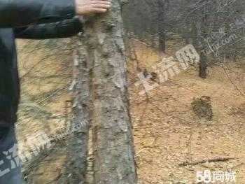 哈尔滨五常市 300.71亩 其它林地 经营权转让