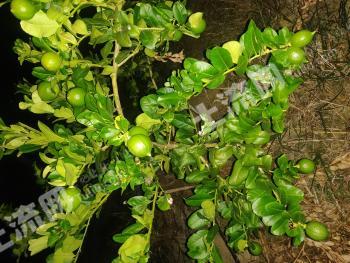 广州增城区 10.7亩 果园 经营权出租